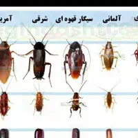 سمپاشی موریانه زدایی ساس سوسک موش ۱۰سال ضمانت|خدمات نظافت|خرمشهر, |دیوار