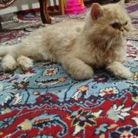 گربه پرشین گارفیلد 2ساله ماده کاملا سالم