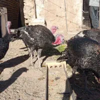 بوقلمون کشتنی وتخمی به قیمت خروس