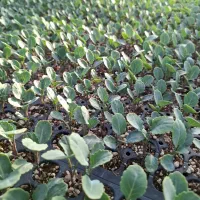 فراسوی|گل و گیاه طبیعی|شیراز, لاله|دیوار