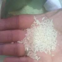 برنج شمال لاشه