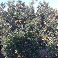 پرتقال تامسون تناژ|عمده‌فروشی|کردکوی, |دیوار