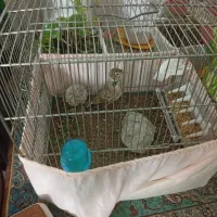 سهره خاکی شیرازی نر (معاوظه)