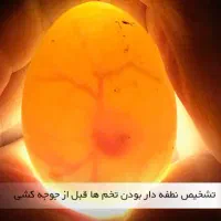 تخم نطفه دار عروس