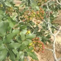 ۵ هکتار باغ پسته و زمین کشاورزی