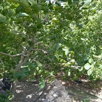 فروش فوری باغ گردو ثمری ۲۰ساله زیر قیمت