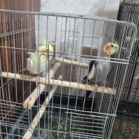 پرنده عروس|پرنده|رشت, نخودچر|دیوار