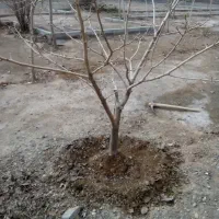 کوددهی باغبانی ابیاری