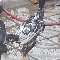 خروس و مرغ لاری