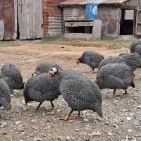 مرغ شاخدار|حیوانات مزرعه|گمیشان, |دیوار