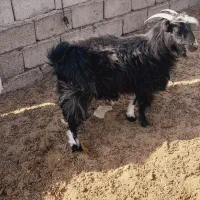 بز چاق|حیوانات مزرعه|تیمور آباد, |دیوار