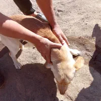 حیوانات|سگ|سبزوار, قصبه شرقی|دیوار