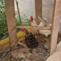 معاوضه مرغ و خروس