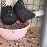 کفتر رنگی و المانی ( جوجه و بزرگه )