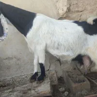 بز مالداری|حیوانات مزرعه|سراوان, |دیوار