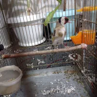 سره جوجه قفس معاوضه با قناری بخون