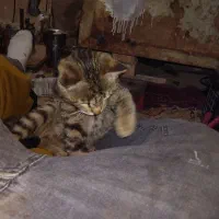 گربه خانگی آروم بامرام