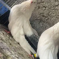 کبوتر دمی