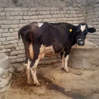 گاو|حیوانات مزرعه|قلقل رود, |دیوار