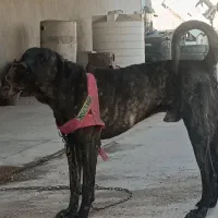 سگ دورگه افغان