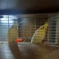 عروس هلندی دونی 800