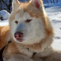 سگ هاسکی نر خالص شجره دار / جفت‌گیری