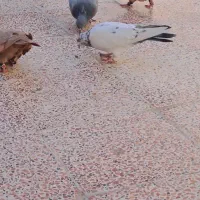 کبوتر|پرنده|رباط‌کریم, الارد|دیوار