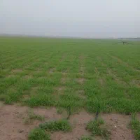 زمین-کشاورزی-برای-آجار