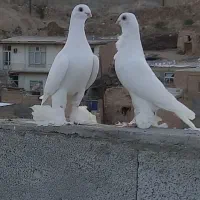 کبوتر