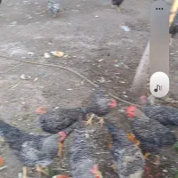 خروس امروک