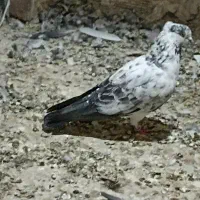 کبوتر غریب گرفتنی
