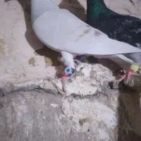 کبوتر پلاکی