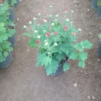 گل داودی|گل و گیاه طبیعی|محلات, |دیوار