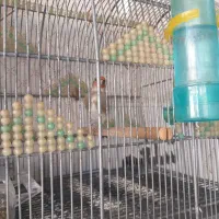 سهره کرمونی|پرنده|مرودشت, ژیان|دیوار