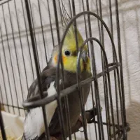 دوتا نر هستن