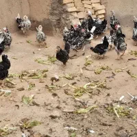 تخم مرغ گلین|حیوانات مزرعه|قم, تعویض پلاک|دیوار