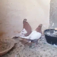 کبوتر رنگه پرشی