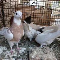 کبوتر فروشی|پرنده|بم, |دیوار