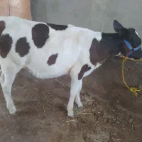 گوساله ماده هلشتاین شیری