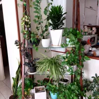 استند گل با تمام گل ها