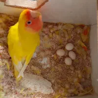 طوطی برزیلی جفت با لوازم|پرنده|امیدیه, |دیوار