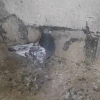 کبوتر|پرنده|شیراز, جرسقان|دیوار