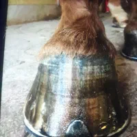 نعلبندی وقیار