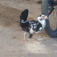 جوجه خروس وخلنگ گلین