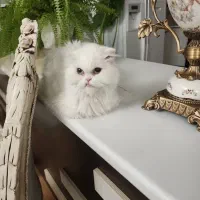 اسکاتیش ماده