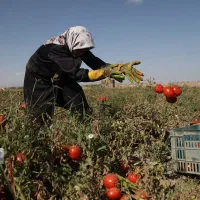 جمع کردن گوجه خیار .وغیره انجام میدیم تعداد بالایم