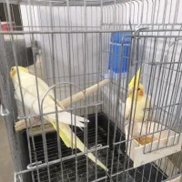 جفت عروس هلندی لوتینو