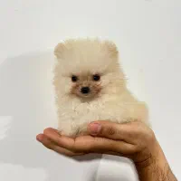 پامر سایز ریز (مینیاتوری)  ، ۲ سر خرسی|سگ|بندر انزلی, لاله|دیوار