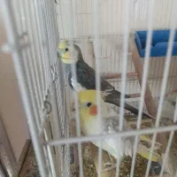 دو عروس هلندی نر