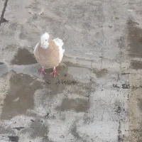 طوقی و المانی